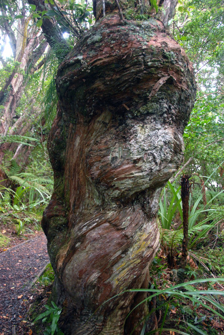 The twisted bole of a Thin Bark Totara on Ulva Island - perhaps caused by a strangling vine wrapping itself around the trunk in early growth.