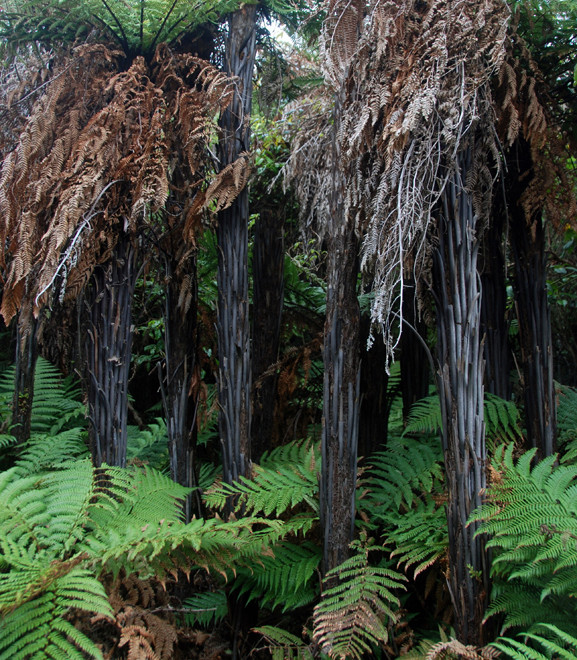 Close-bunched habit of weki/rough tree fern - Dicksonia squarrosa on the Rakiura Track west of Lee Bay, Stewart Island.