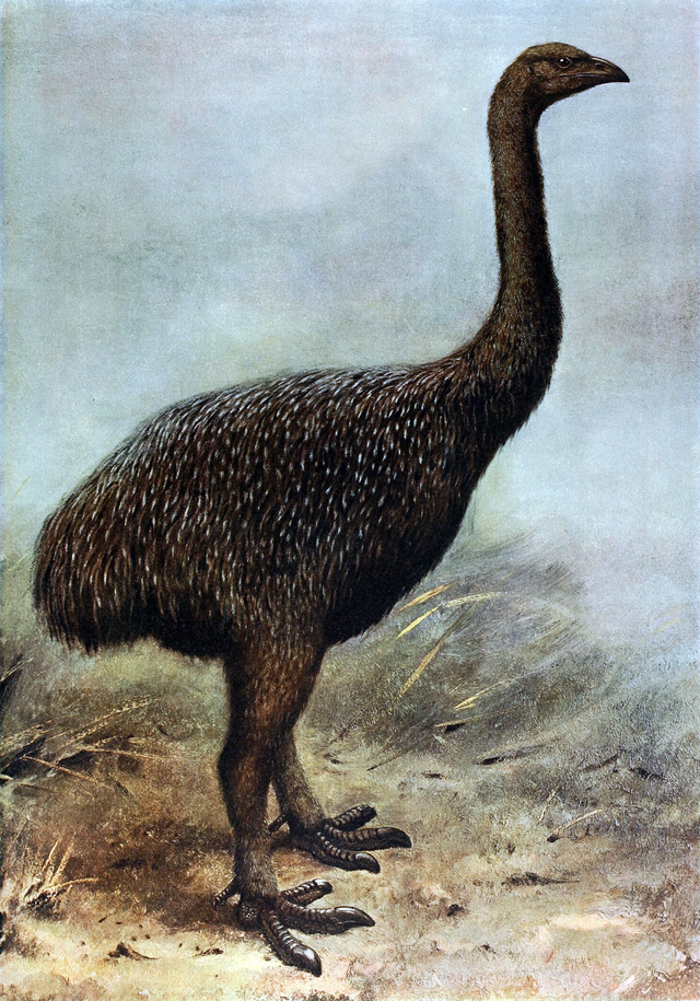 Reconstruction of Upland Moa by George Edward Lodge in 1907.