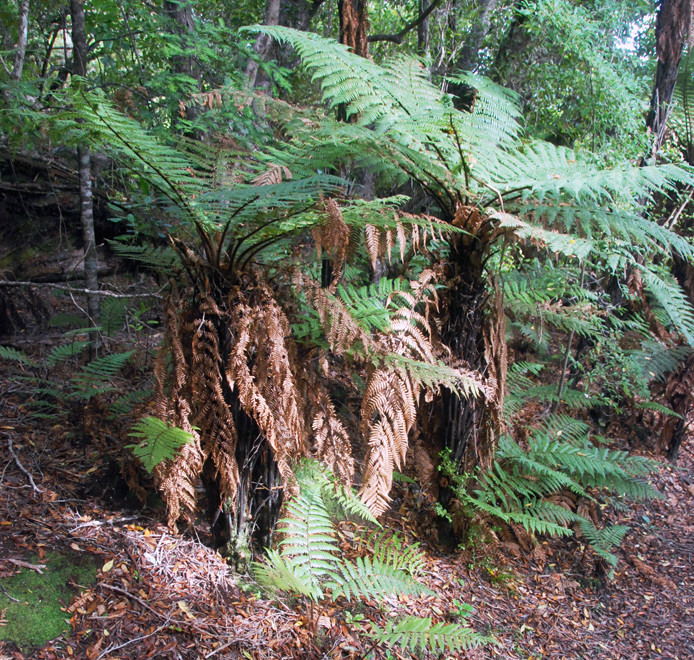 Whekis on Ulva Island in rimu-thin bark totara forest