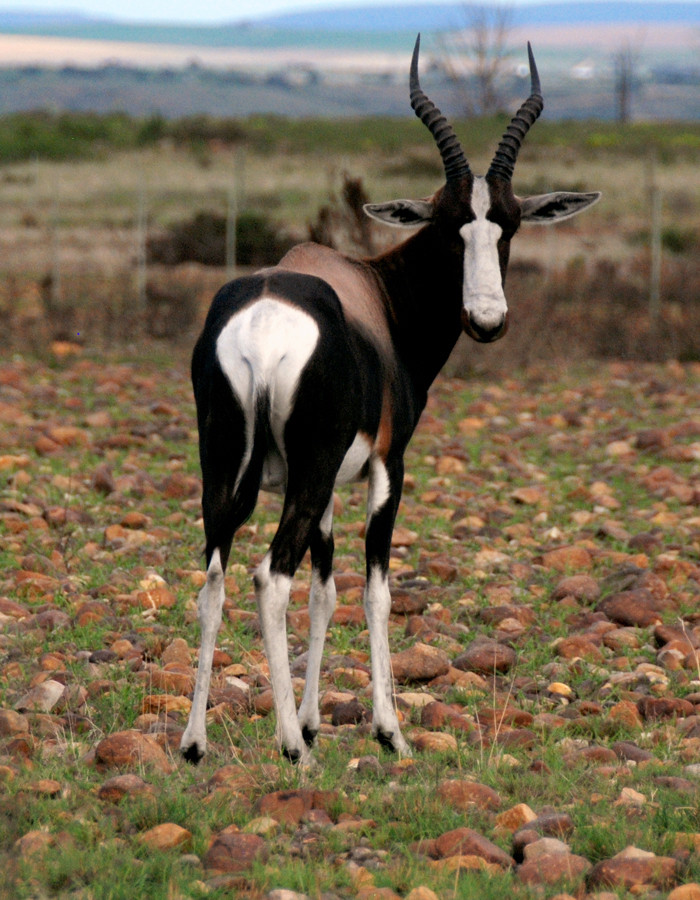 Bontebok at the Bontebok National Park, Western Cape