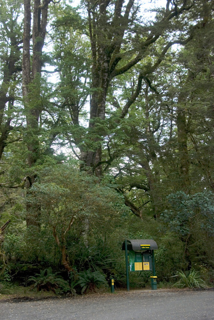 Towering Red Beech (Nothofagus fusca) near Lake Gunn on the Milford Road.