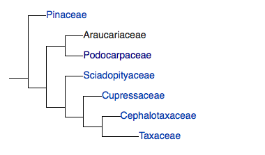 Phylogeny of the conifer (Pinaceae) division showing relationship of Araucariaceae (New Zealand kauri) and podocarpaceae (from Wikipedia: Araucariaceae).