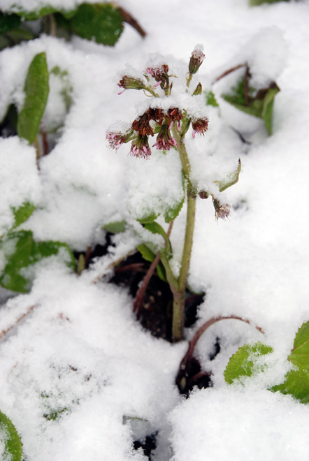 Winter heliotrope (petaistes fragrans) and snow