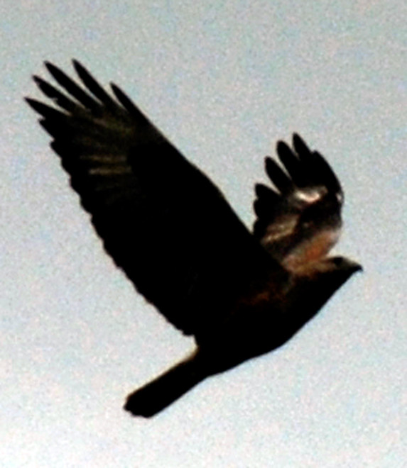 A big raptor - Long-legged Buzzard? at the Oreites Forest (January 2013).