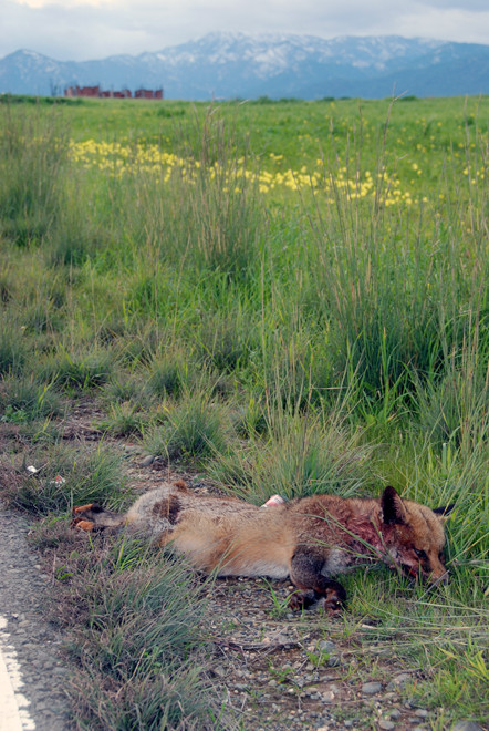 Dead and tail-less endemic Cyprus fox (Vulpes vulpes indutus) with broken booze bottle neck on its back, Vyzakia (January 2013).