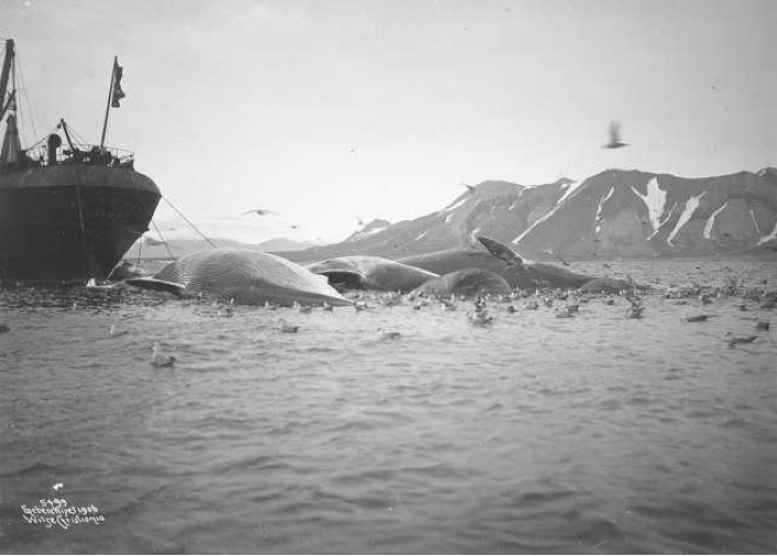 Spitsbergen Bell Sound with the whaler  'og Maaker' taken by Anders Wilse in 1906 (National Library of Norway http://www.nb.no/nbsok/nb/36a2defad502a0962eceb167f2803d2b?index=12#drop).