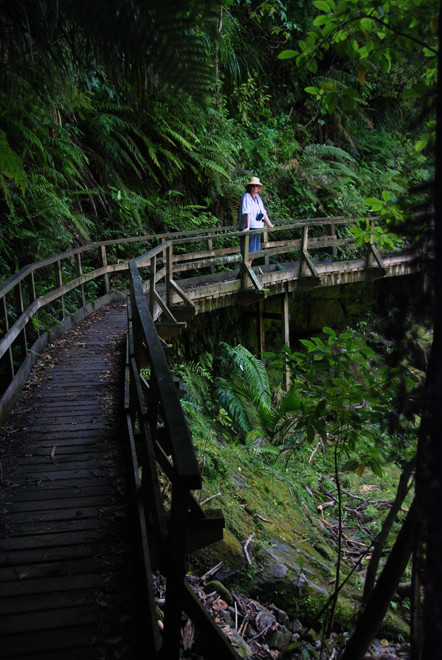 The damp, fetid forest on the north west side of the Wainui River valley.