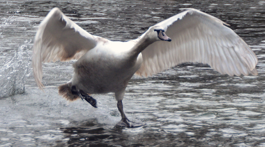 Juvenile mute swan landing on one of the Kearsney lakes, above Dover. 