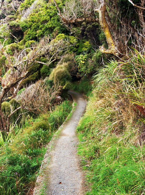 The windblown coastal scrub and forest on the north side of  Ackers Point, Stewart Island.