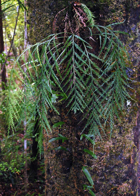 Epiphytic fern (Asplenium flaccidum) and Hound's Tongue (Microsorum pustulatum) on Ulva Island