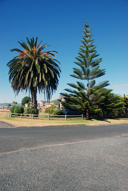 Exotic vegetation: Date Palm and Norfolk Island Pine - a relative of the Chilean Auracaria/Monkey Puzzle ay Kaiaua.