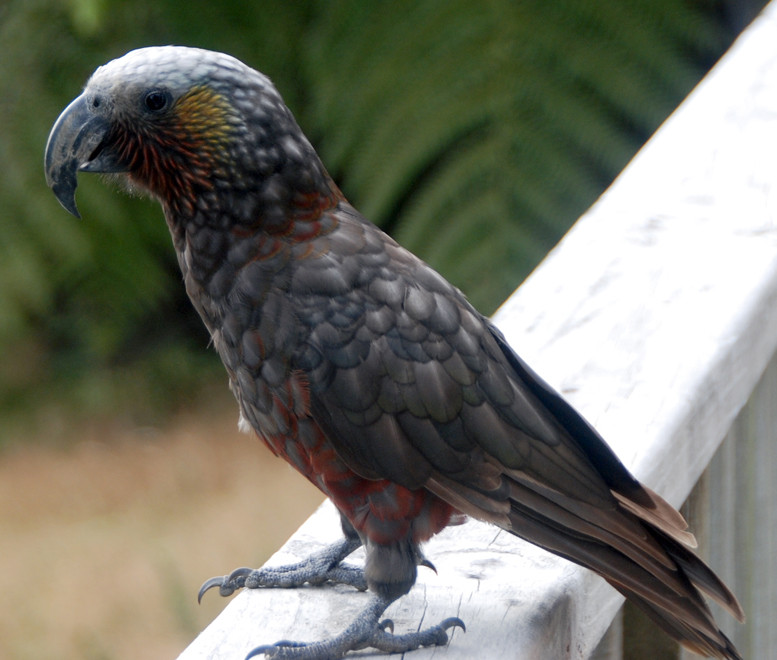 Kaka (Nestor meridionalis) that came to see us on the first morning in our bach on Stewart Island. They never returned. The spledid overbite beak is put to use stripping bark to reveal grubs and creat