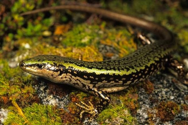 he rare and endangered Sinbad Skink that is only found in the Sinbad Gully at Milford Sound (Photo: Rod Morris- click for link).