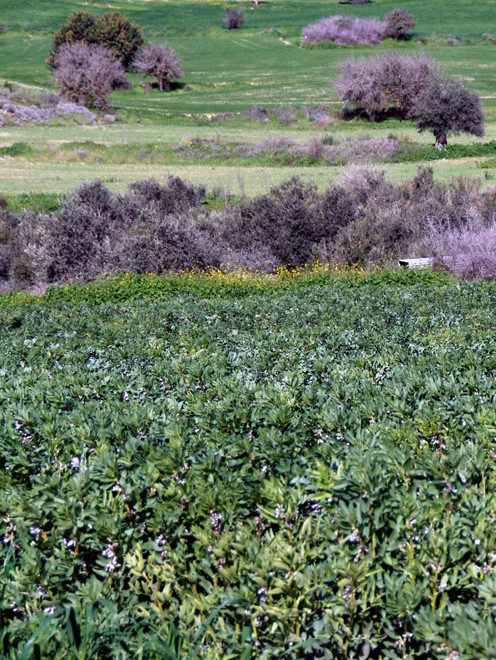 Field of Broad Beans in bloom in early January 2013.