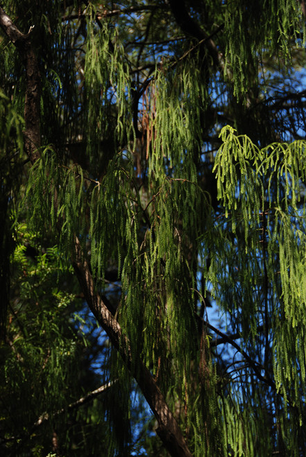 Rimu foliage at Te Waikoropupu Springs, Golden Bay.