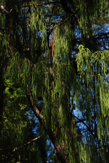 Rimu foliage at Te Waikoropupu Springs, Golden Bay.