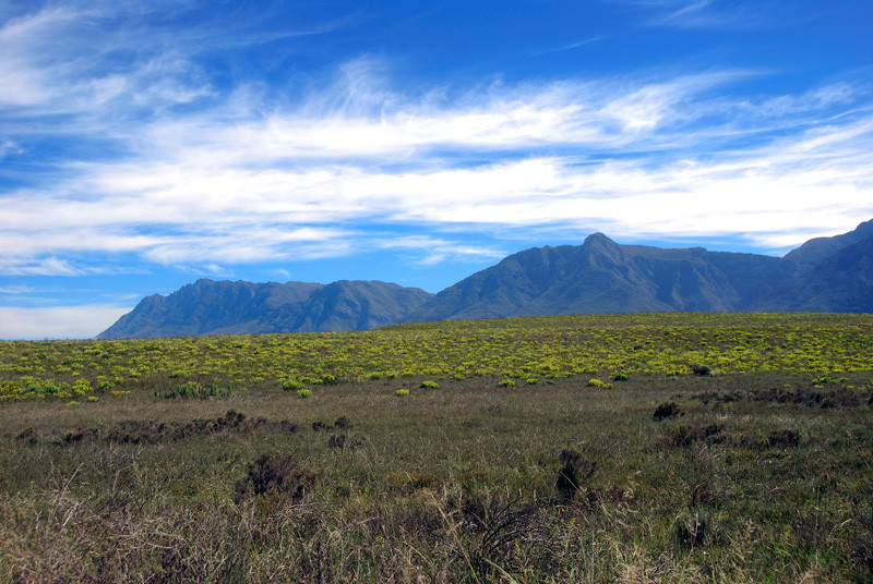 The renosterveld of the Bontebok National Park