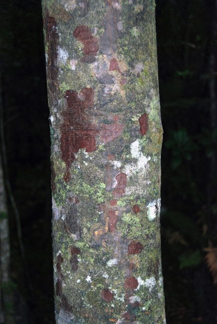 Miro trunk and bark (Prumnopitys ferruginea) growing on Ulva Island (part of the Stewart/Rakiura Islands)