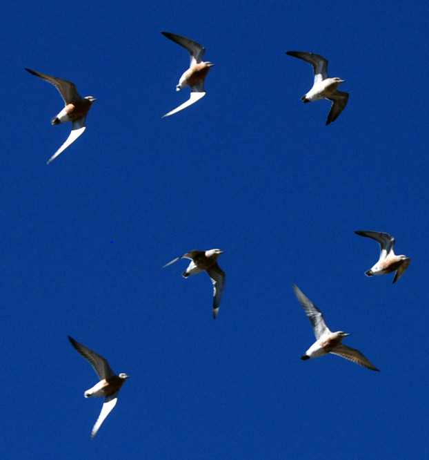 Lesser ('red') Knot/huahou (Calidris canutus) in their breeding plumage in March 2014 over the Miranda Reserve. 