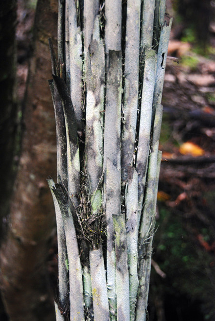 Mould-encrusted stipe ends of a dead tree fern trunk, Stewart Island.