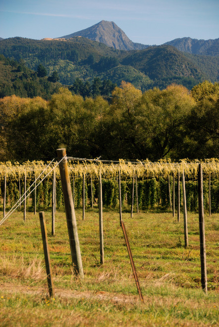 Hop fields in the Upper Motueka Valley, Tasman. Diversification into wine, fruit and horticulture followed the 1984 market liberalisation shock. Hop fields in the Upper Motueka Valley, Tasman. 