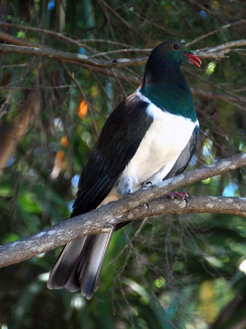 The Kereru or 'New Zealalnd Pigeon' (Hemiphaga novaeseelandiae). It feeds on the matai berries and thus disperses them. It is a different genus from the European Wood Pigeon. Photographed on Tiritiri 