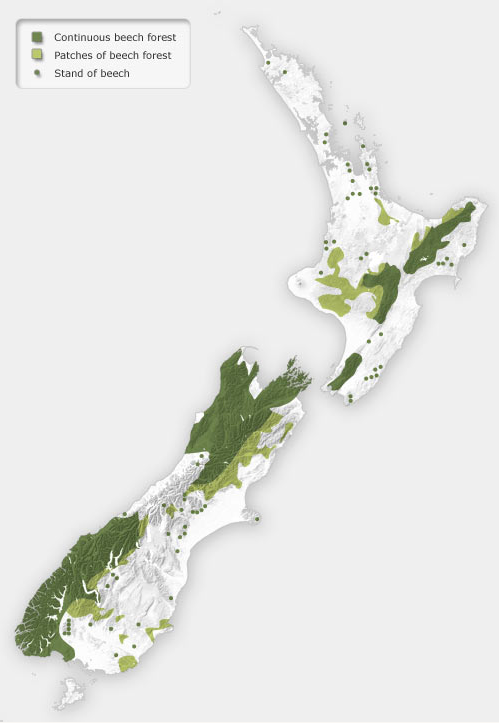 New Zealand Rainforest Map Iii. New Zealand Beeches - Fergusmurraysculpture.com