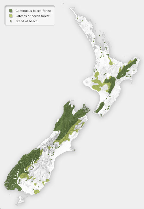 Distribution of beech forest in New Zealand showing the 'beech gap' on the west coast of the South Island (Te Ara: Southern Beech Forests)