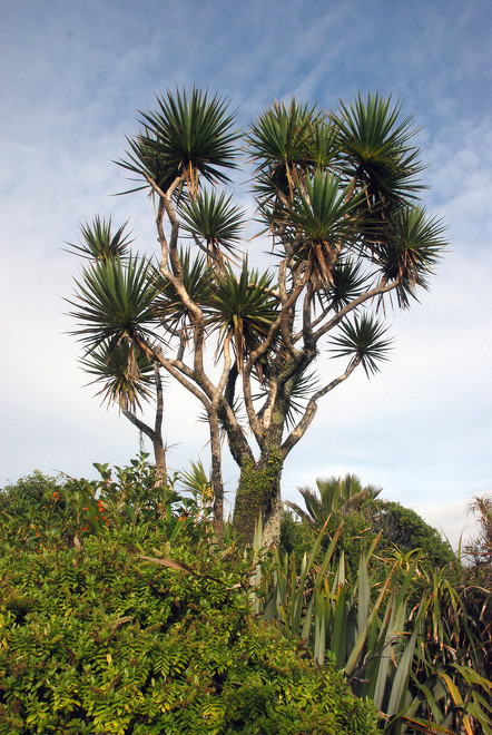 Beautifully arrange ti kouka/cabbage tree (Cordyline australis) at Pancake Rocks, West Coast.