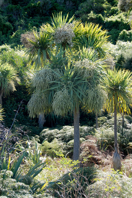 Tī kōuka/cabbage tree (Cordyline australis) in magnifcent bloom on the Okia Flats, Otago Peninsula.