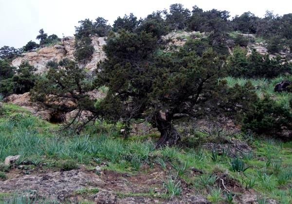 Stinking Juniper (Juniperus foetidissima) ?, Aphrodite's Bath