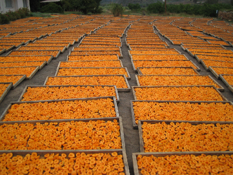 Drying peaches at Montagu. Source: Montagu and Ashton Tourist Board