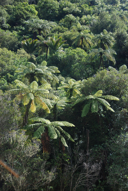 Mamuka and nikau palms in scrub forest at the bottom of the Wainui Waterfall walk, Golden Bay. Big dark stipes and longest frond of the NZ tree ferns 