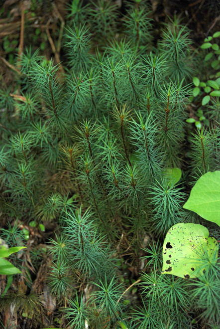 Wainui Falls Walk: Dawsonia Superba is the tallest moss in the world, growing to a height of 60cm.