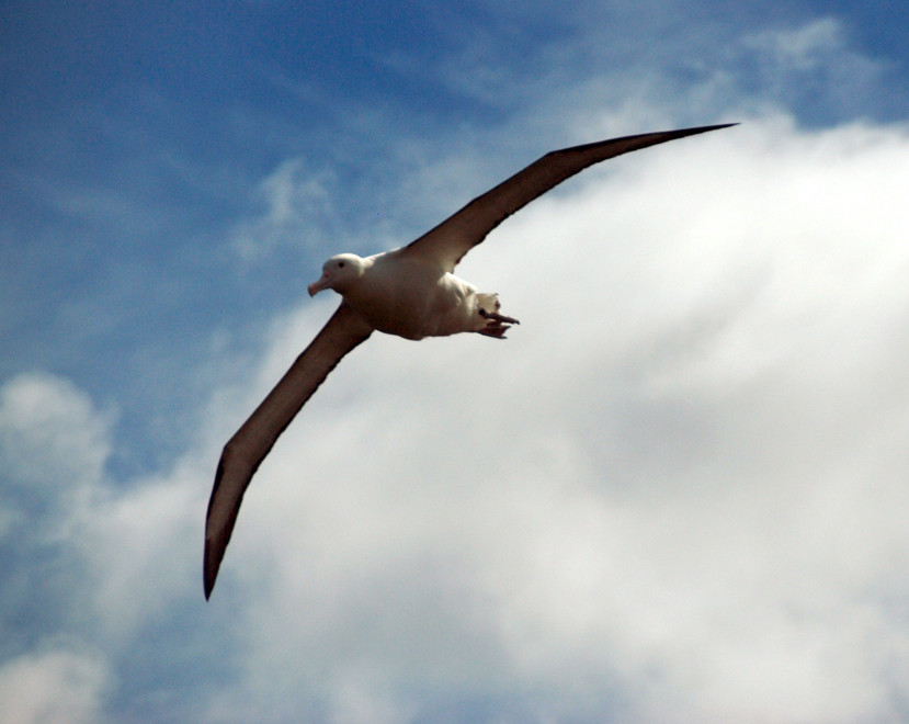 A lonely ocean wanderer: in a two week foraging trip an Royal Albatross clocked up 13,000km