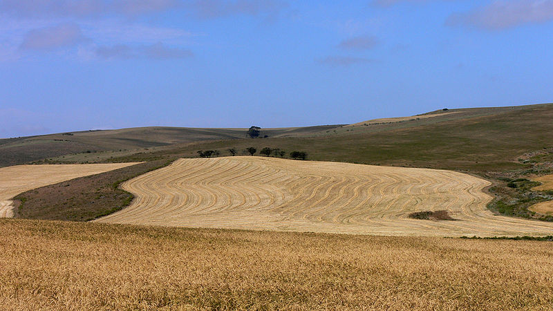 Wheat fields near Bredasdorp, Overberg  (c) Winfried Bruenken  Wikimedia)