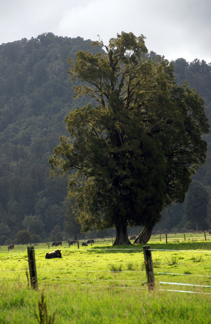 Remnant trees from the narrow outwash plain below Fox Glacier