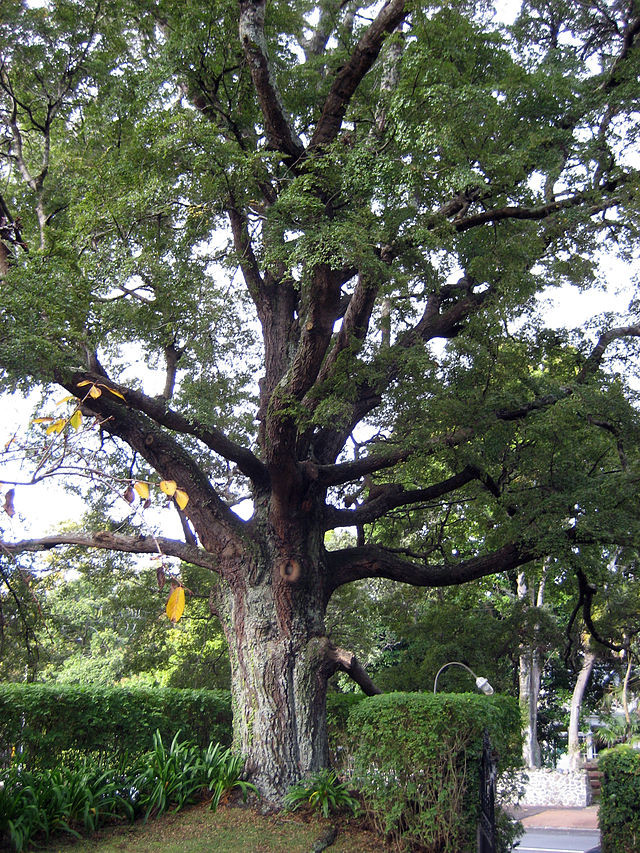 Black beech specimen tree (Courtesy Kahuroa WikiCommons)