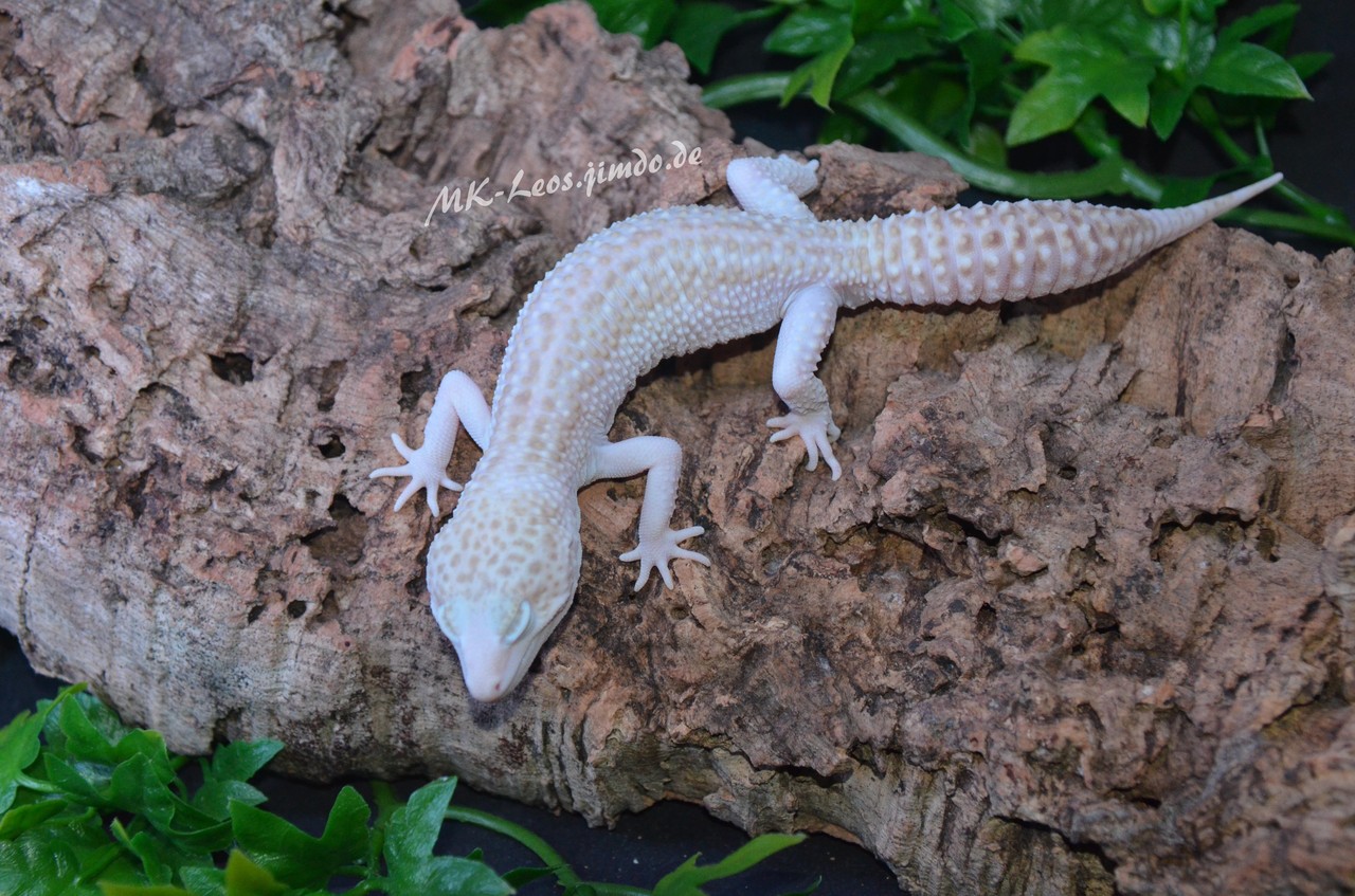 Meine Super Diablo Blancos Gruppe MKLeos, die kleine qualitative