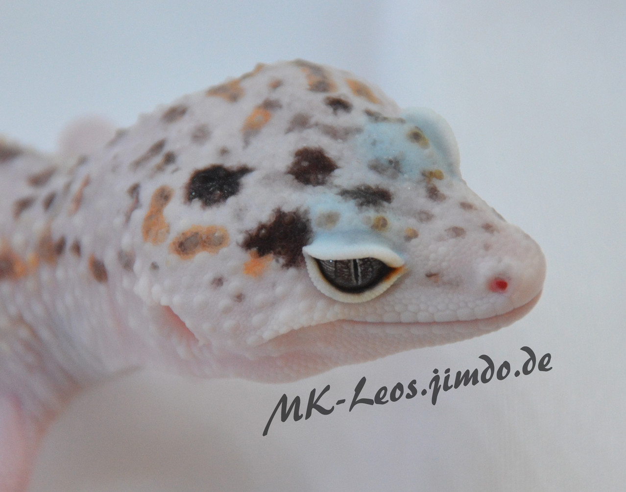 leopardgecko, leopard gecko (Eublepharis macularius) W&Y Mack Snow het. Tremper Albino
