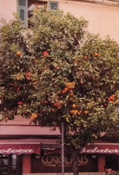 Orangen an den Straßenbäumen /Feb. 2007