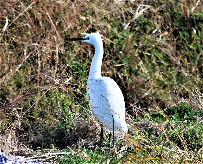 福津・宗像の鳥類 - nasbserf ページ！