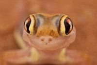 Palmatogecko in der Namib, Namibia