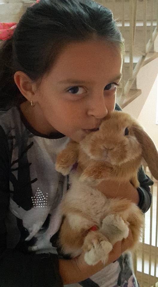 Coniglio nano ariete Fulvo Calabria mini lop coniglietti da compagnia