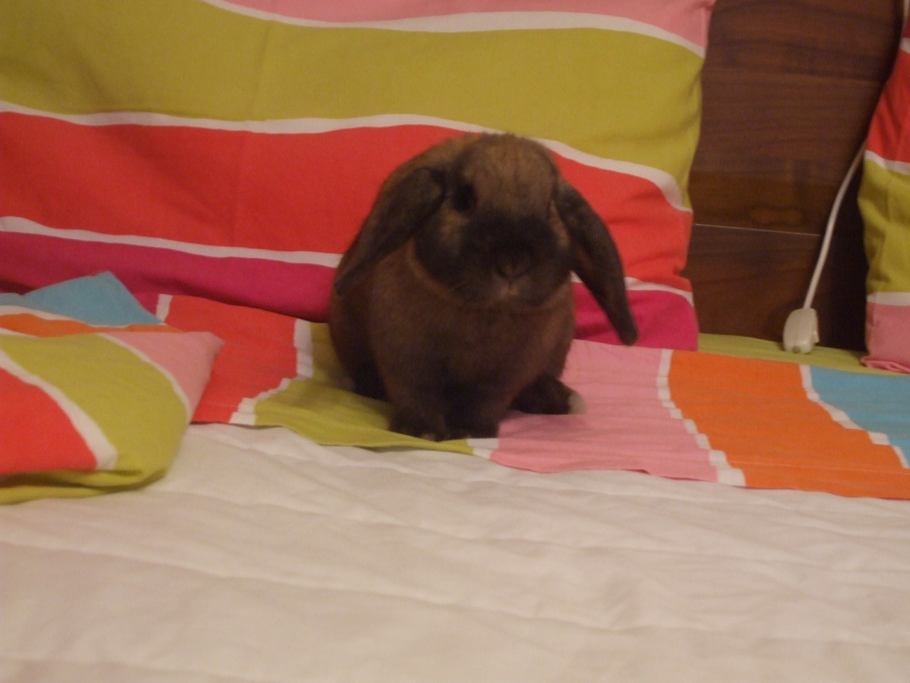 Ariete Nano Madagascar Casa Fabri Allevamento E Vendita Conigli Ariete Nano E Nani Colorati Disponibili questi bellissimi cuccioli di ariete nano madagascar. ariete nano madagascar casa fabri