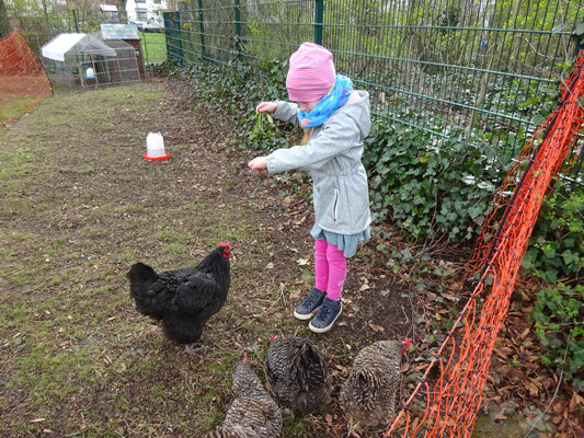 Hühnerglück im Ev. Kindergarten "Unter dem Regenbogen"