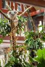 Koala Guwara © ZOO Antwerpen / Jonas Verhulst