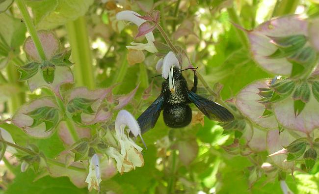 Eine Schwarze Holzbiene. Foto: Hanne Knickmann
