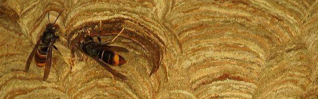 Die Asiatische Hornisse ist deutlich dunkler als unsere heimische Hornisse.
